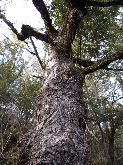 Sentier cathare, arbre biscornu au Roc de la Bastounade
