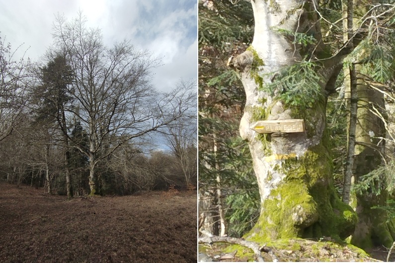 St Martin Lys, l'hêtre du col portant le panneau du chemin de retour vers Saint Martin