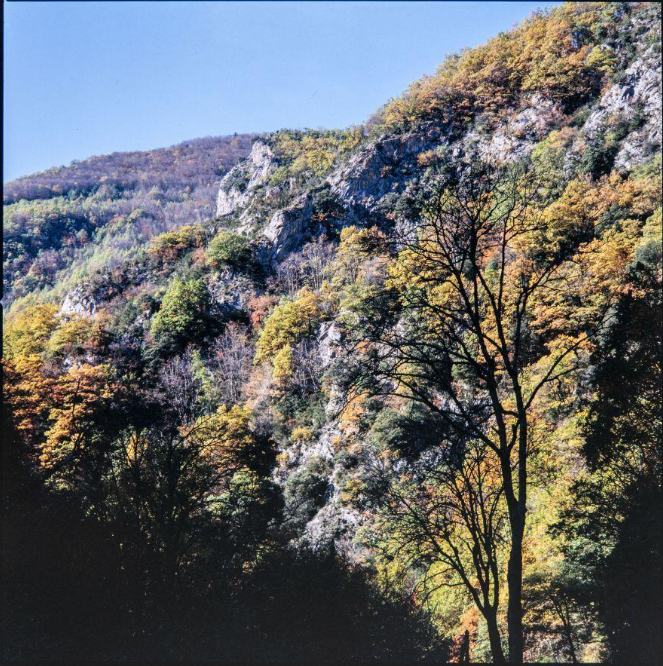 Un versant arboré des gorges de l'Aude.