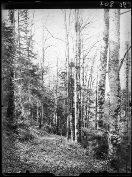 Campagna de Sault, hêtraie-sapinière - janvier-mars 1935 - Jardin Botanique et Arboretum Henri Gaussen (1880-1948) - 2