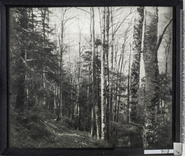 Campagna de Sault, hêtraie-sapinière - janvier-mars 1935 - Jardin Botanique et Arboretum Henri Gaussen (1880-1948)