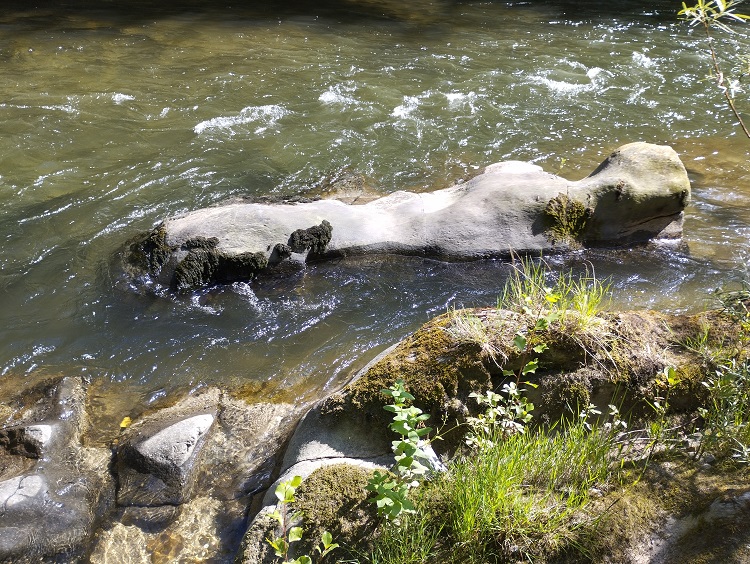 St Martin Lys, gal, berge de l'Aude - 11