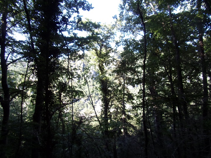 Joucou, Une trouée à travers les arbres de la forêt entourant le chemin de la Rouquette
