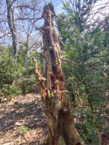 arbre mort troué