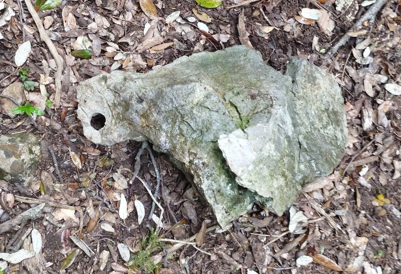 Joli écureuil de pierre - un oeil parfaitement rond