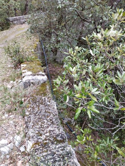 St Martin Lys, le pont de l'ane - depuis l'autre rive de l'Aude - vérif 1 (depuis l'accès au pont)