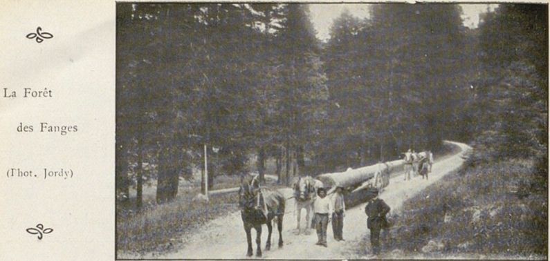 Forêt des Fanges - transport bois