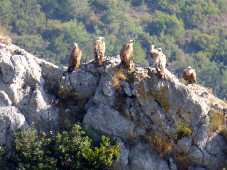 Quirbajou, photo d'Amédine - Vautours