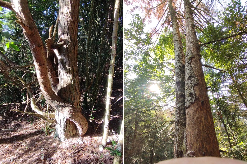 Quirbajou, arbres particuliers 2