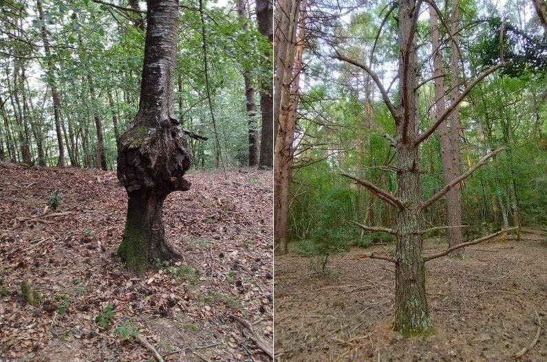 chemin de la pêcherie - arbres bizarres - 1