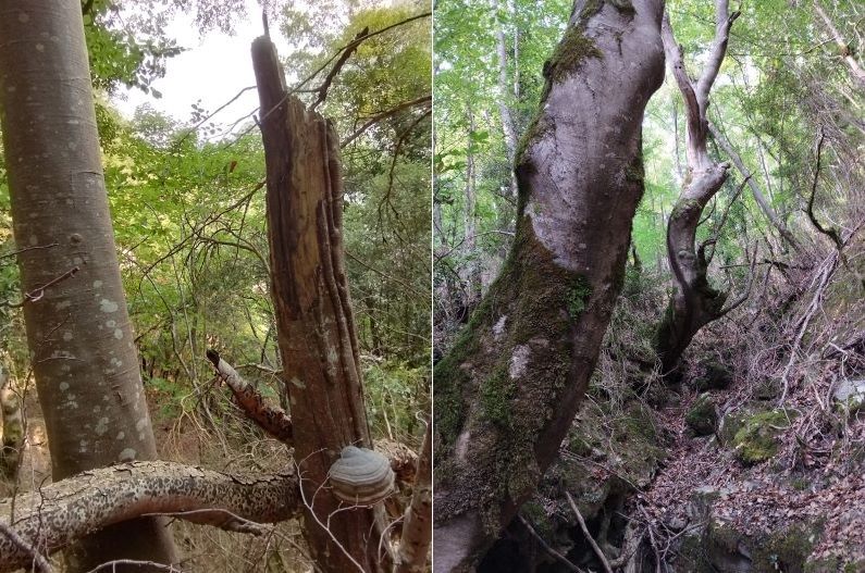 chemin de la pêcherie - Des arbres tordus