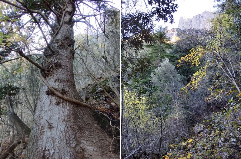 Paysages, Arbres remarquables de l'ancienne tire