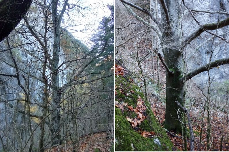 Arbres remarquables de l'ancienne tire