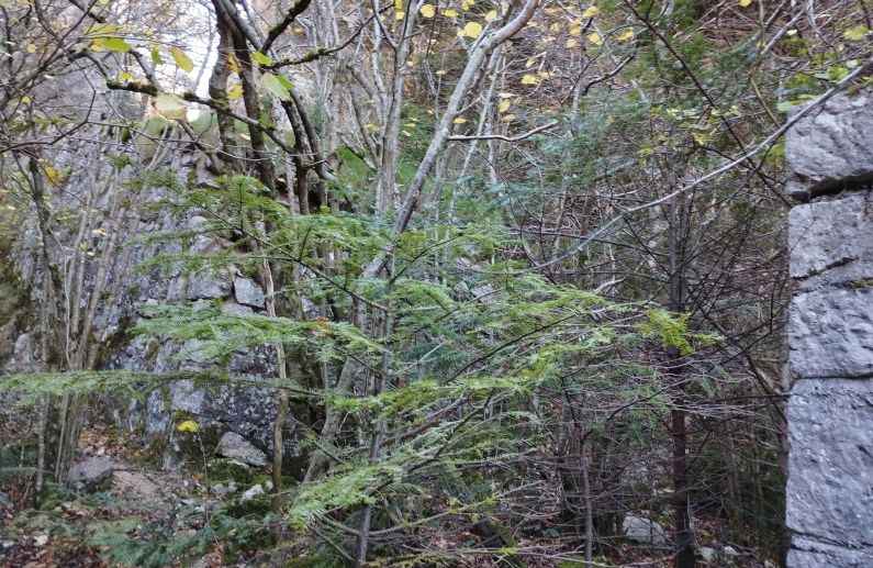Ponts multiples à l'entrée haute du tunnel de 117 mètres 4